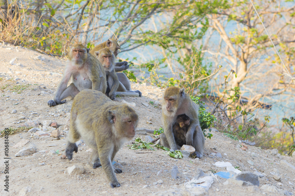 Fototapeta premium Macaque monkey family on rock