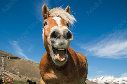 Primo piano di un cavallo pazzo photo