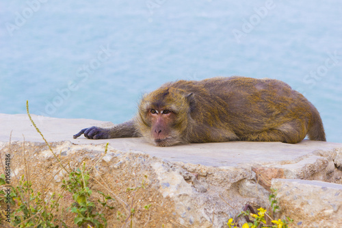 Photography Macaque monkey lying on rock