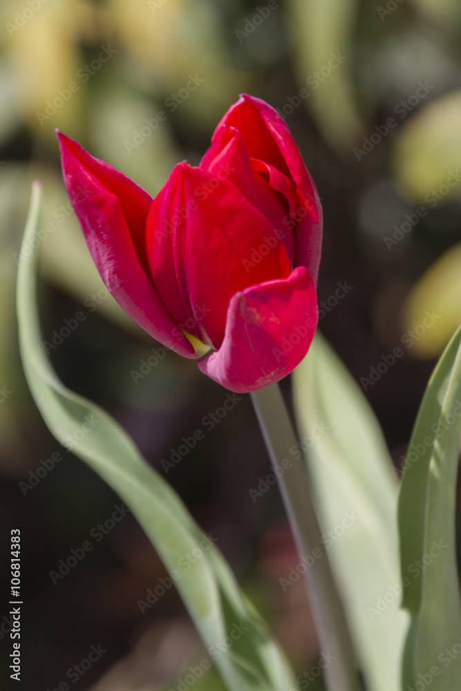 Fototapeta premium tulip in the garden
