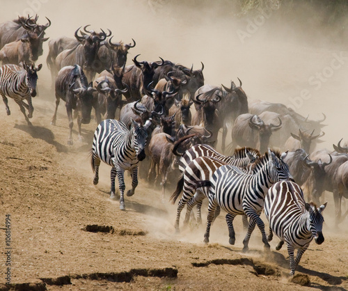 Wildebeest run to the Mara  river. Great Migration. Kenya. Tanzania. Masai Mara National Park. An excellent illustration.