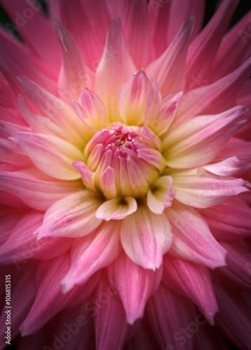Fototapeta Naklejka Na Ścianę i Meble -  Closeup of a beautiful dahlia flower in pink pastel tones