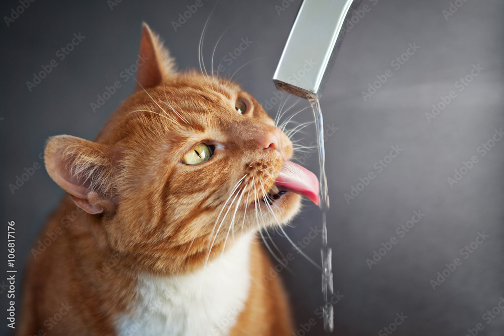 Naklejka premium red cat drinks water from faucet