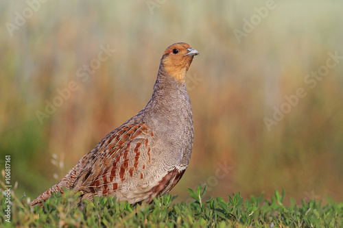 Photo Grey partridge beautiful poses in the grass