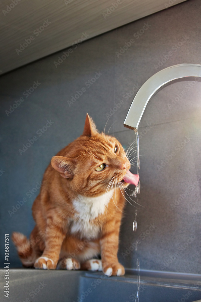 Obraz premium red cat drinks water from faucet