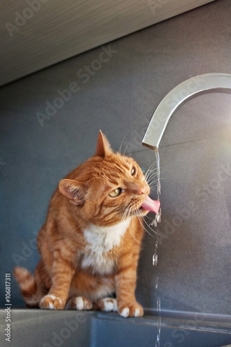 red cat drinks water from faucet