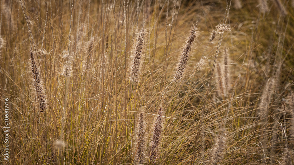 Fototapeta premium Beige Pflanzenwelt 
