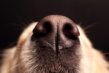 Nose of golden retriever on black background, close up