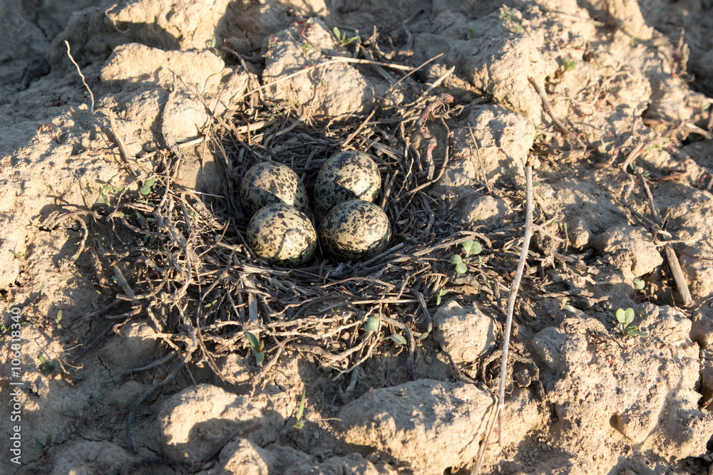 Eggs in the nest of Lapwing (Vanellus vanellus)