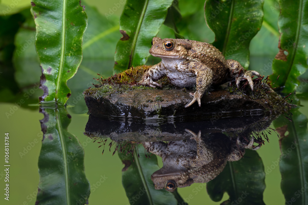 Obraz premium Common Toad (Bufo Bufo)/Common Toad on moss covered stone