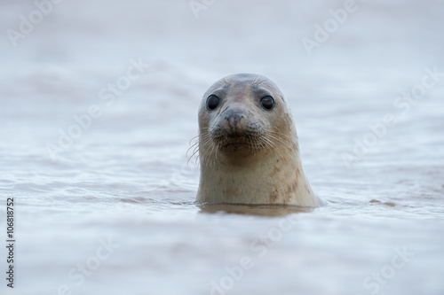 Atlantic Grey Seal (Halichoerus Grypus)/Atlantic Grey Seal swimming in North Sea
