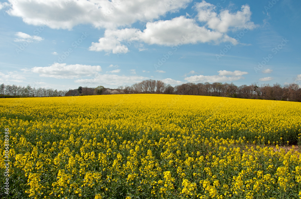 Canola crops in the English countryside.