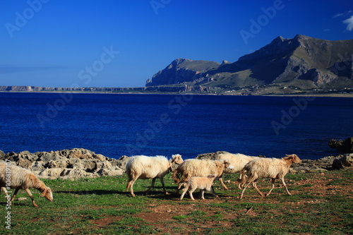 riserva dello zingaro san vito lo capo photo