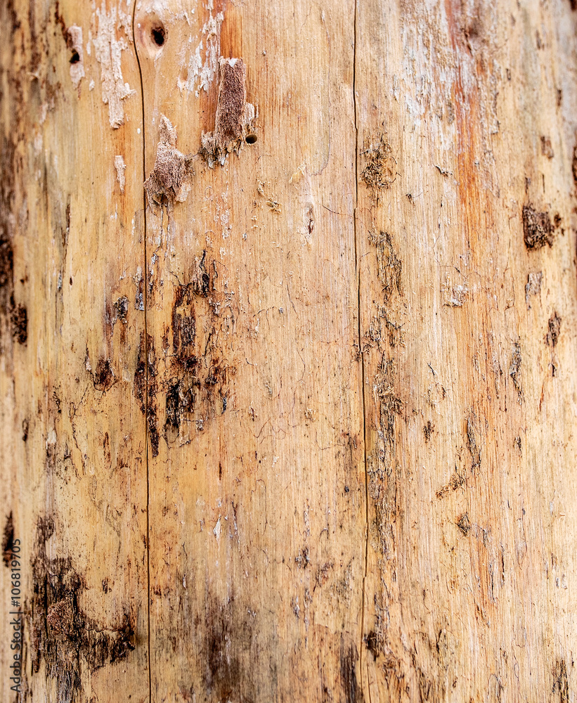 dry tree close-up of wood dry tree close-up of wood