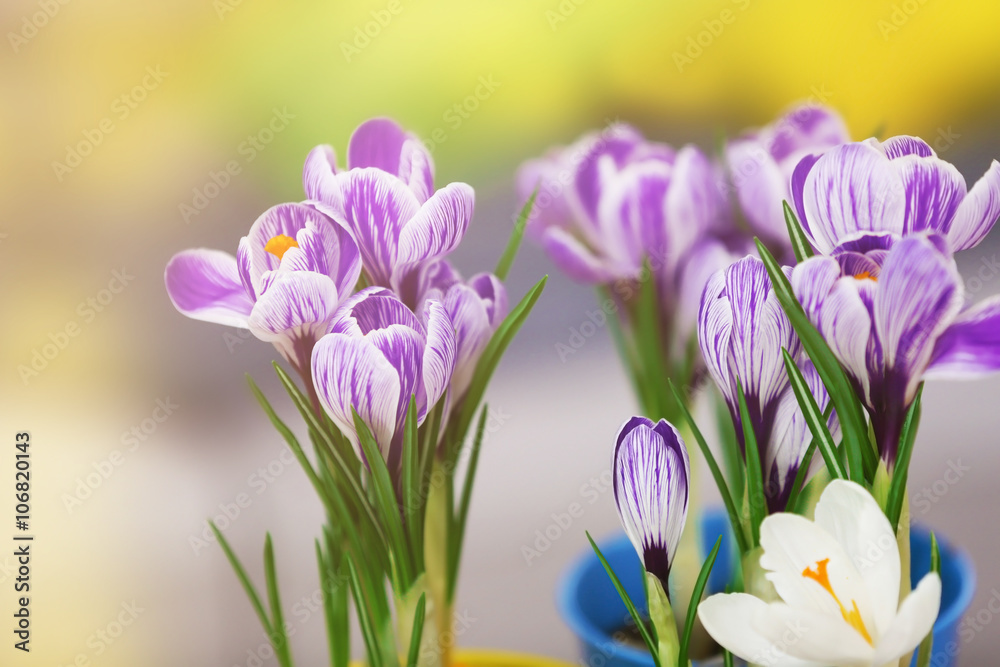 Beautiful crocus flowers on light blurred background