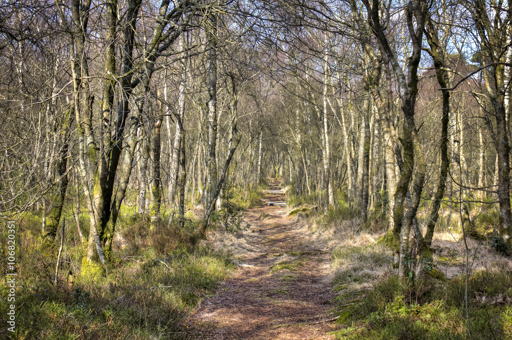 Kirkconnell Flow Path into Trees Kirkconnell Flow Path into Trees