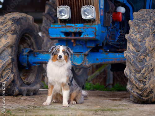 Fototapeta Naklejka Na Ścianę i Meble -  Australian Shepherd, portrait