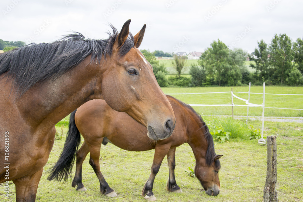 Pferd Pferd