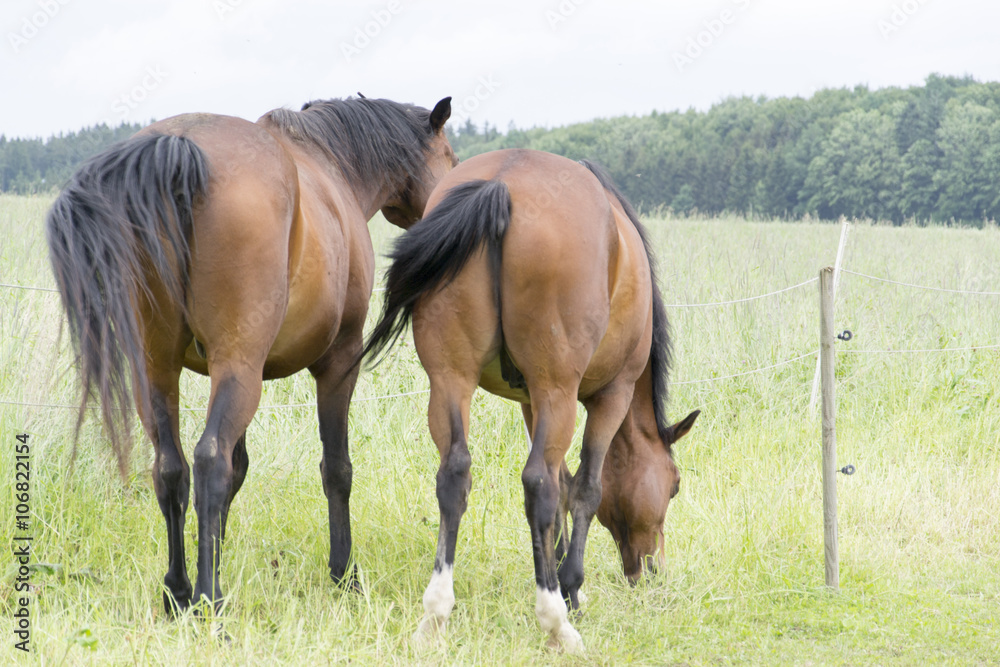 Pferd Pferd