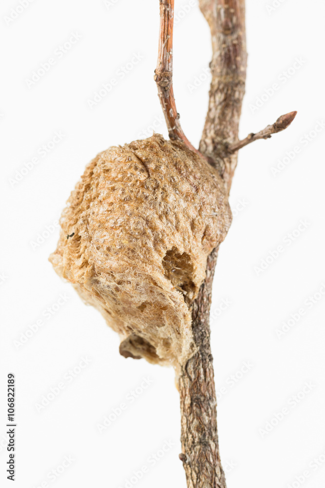Fototapeta premium Praying mantis eggcase attached to branch