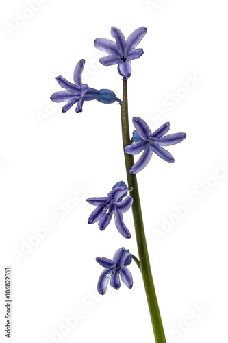 Flower of hyacinth, isolated on white background