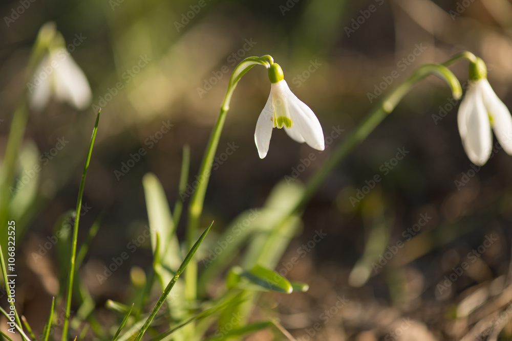 close up of a group of Snowdrop flowers with blurred background (Galanthus nivalis) in spring
close up of a group of Snowdrop flowers with blurred background (Galanthus nivalis) in spring