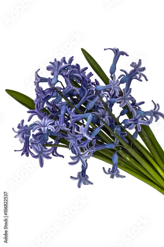 Wallpaper Mural Bouquet of flowers of hyacinth, isolated on white background Torontodigital.ca