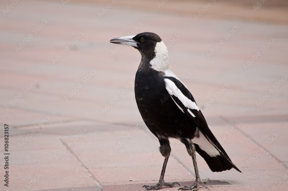 Fototapeta premium Australian magpie