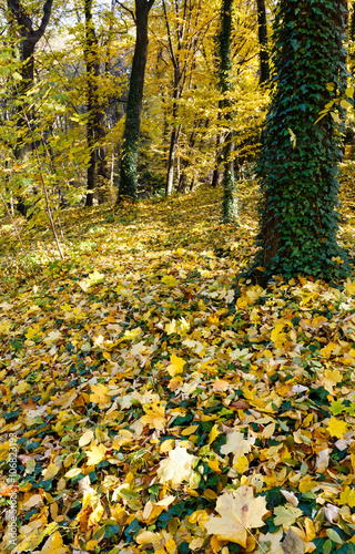 Carpet of autumn leaves in forest.