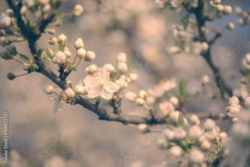 Cherry tree blossom in the garden © SasaStock