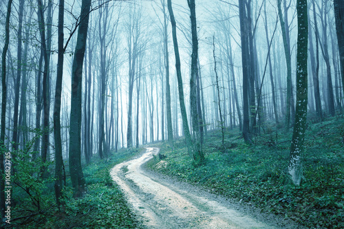 Fantasy blue green foggy mysterious forest road fairytale.