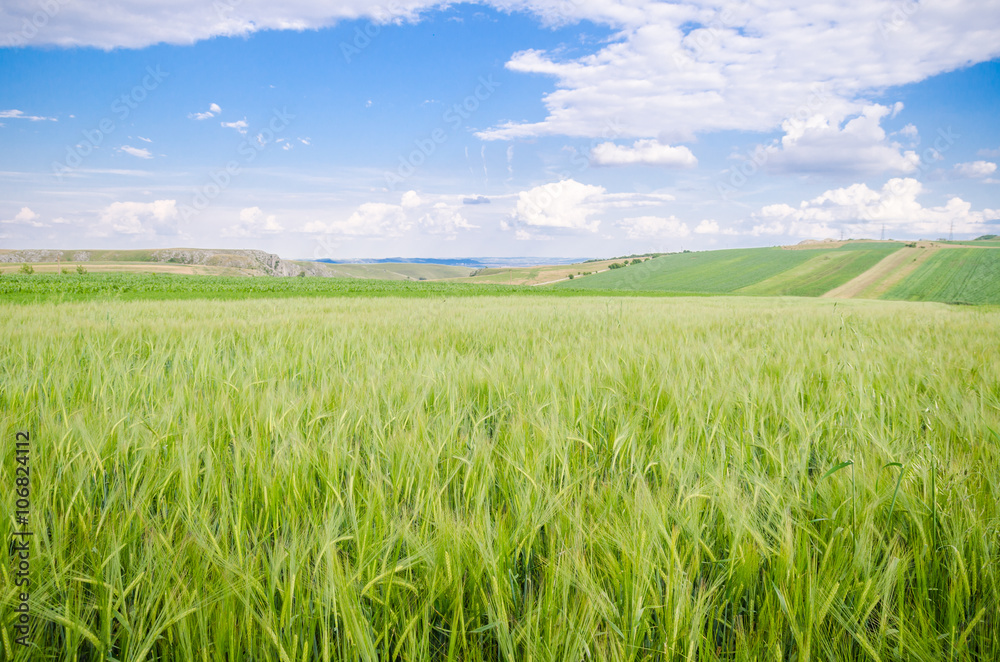 Wheat field with a fresh green organic natural view with other agriculture fields on the backgrounds on a beautiful spring day