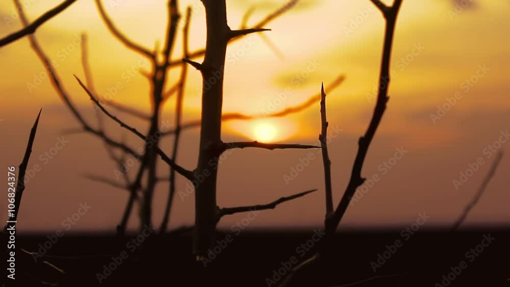 tree apricot branch silhouette on orange sunset tree apricot branch silhouette on orange sunset