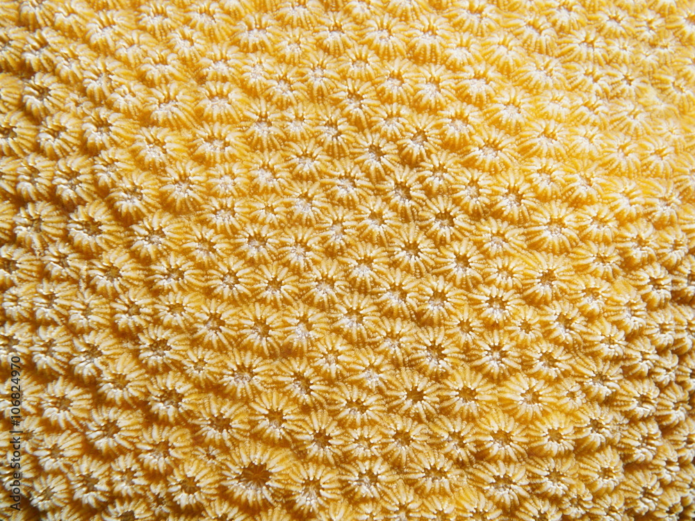 Naklejka premium Underwater marine life, close up of lobed star coral, Orbicella annularis, Caribbean sea