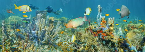 Coral reef underwater panorama with colorful marine life composed by tropical fishes and sea sponges, Caribbean sea