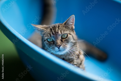 Cat in blue bath tub