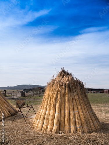 Reetbündel photo