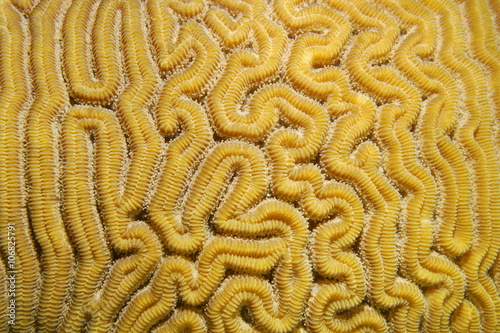 Marine life, Close-up of grooved brain coral labyrinth, Diploria labyrinthiformis, Caribbean sea
