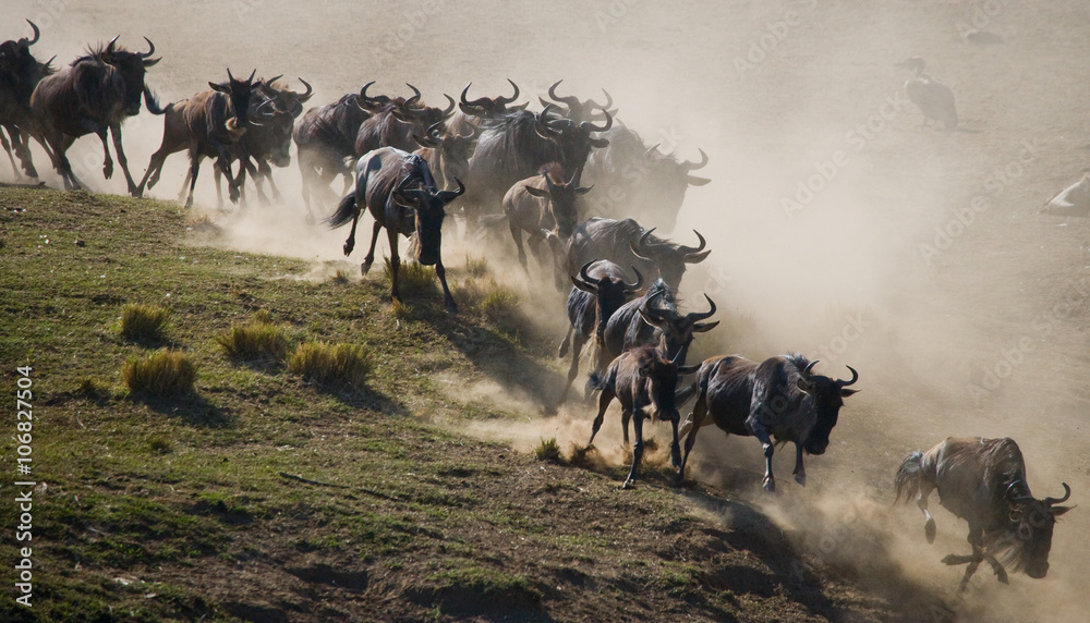 Obraz premium Wildebeests running through the savannah. Great Migration. Kenya. Tanzania. Masai Mara National Park. An excellent illustration.