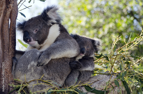 Photography koala and joey in tree