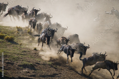 Wildebeests running through the savannah. Great Migration. Kenya. Tanzania. Masai Mara National Park. An excellent illustration.