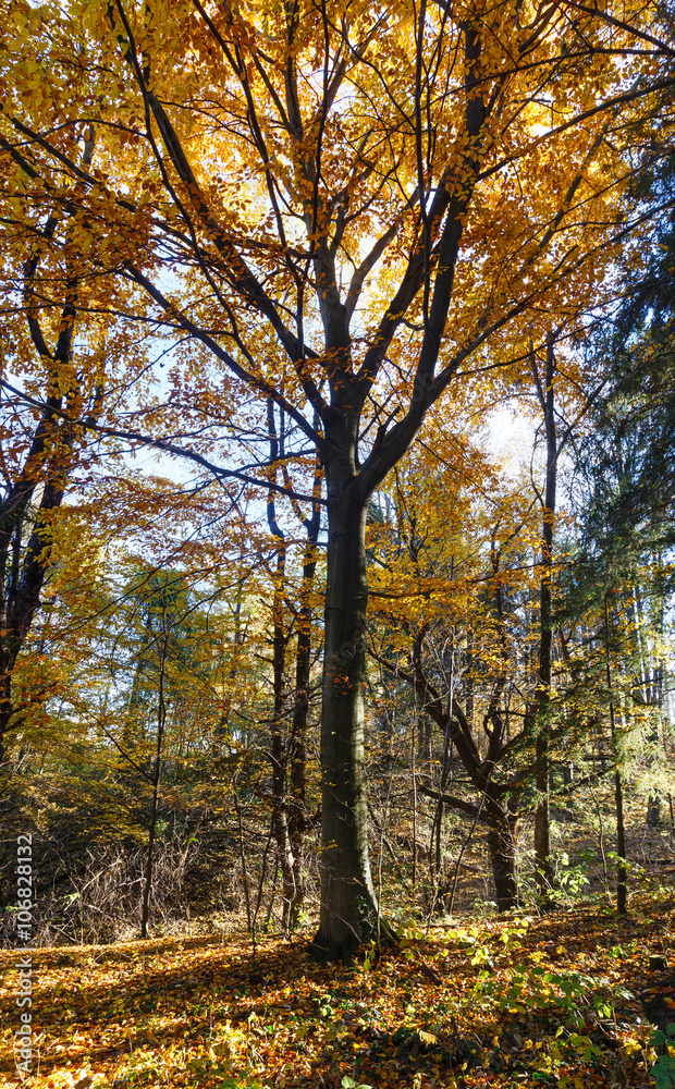 Fototapeta premium Morning autumn forest.