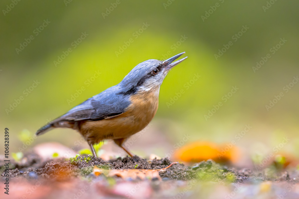 Naklejka premium Eurasian nuthatch looking upward close up