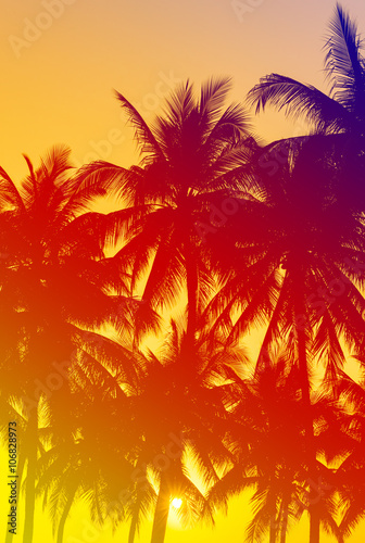 coconuts silhouettes with tropical sunset