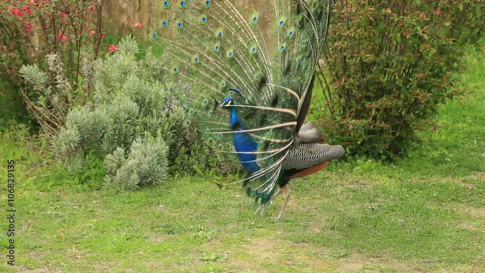 Beautiful  peacock opening fanned tail