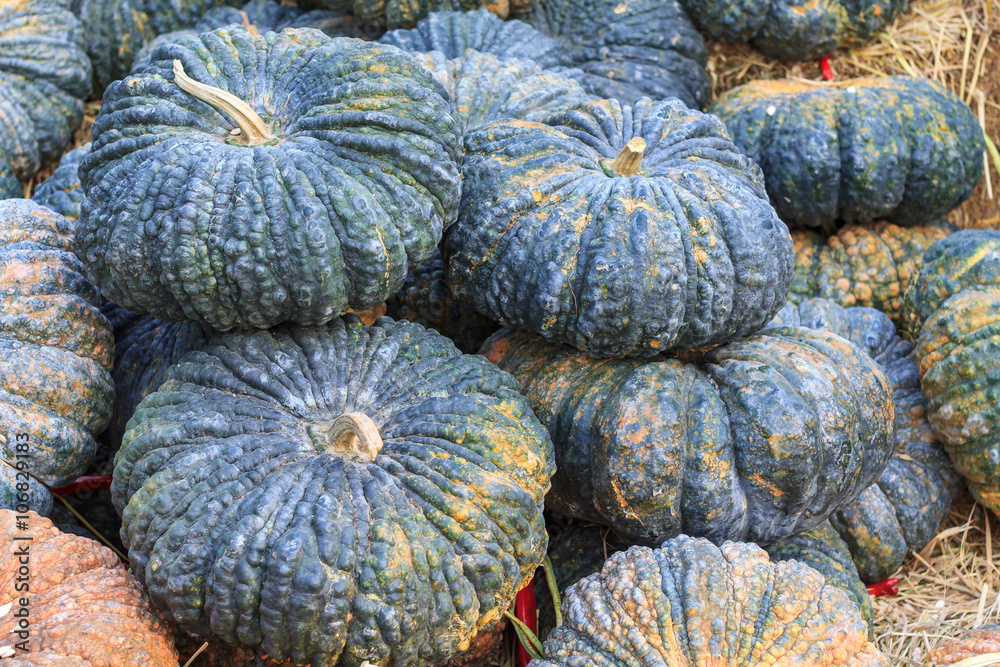 Green pumpkin, Pumpkin in the fruit market. Green pumpkin, Pumpkin in the fruit market.