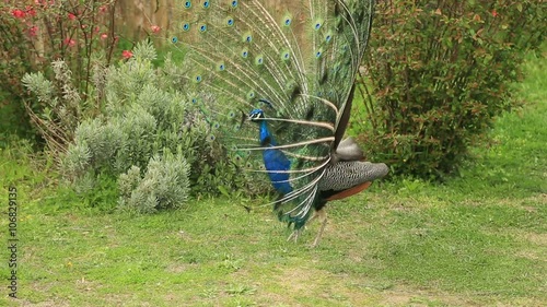 Beautiful  peacock opening fanned tail