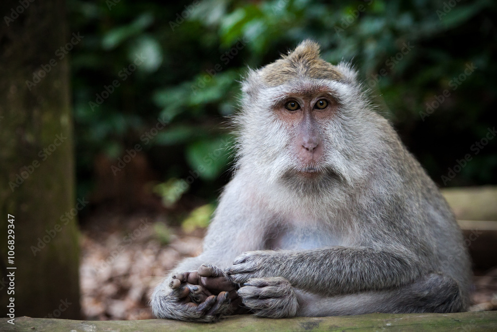 Fototapeta premium Long-tailed macaque in Sacred Monkey Forest, Ubud, Indonesia