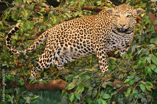Taxidermy of a leopard panthera pardus in the jungle