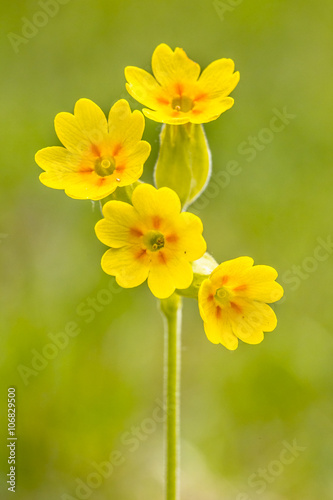 Photography Yellow flowers of cowslip